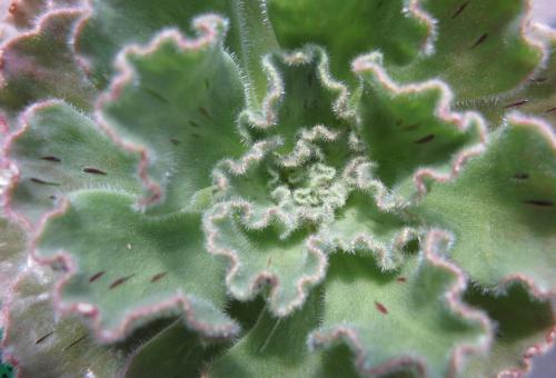 A close up of the aeonium smithii